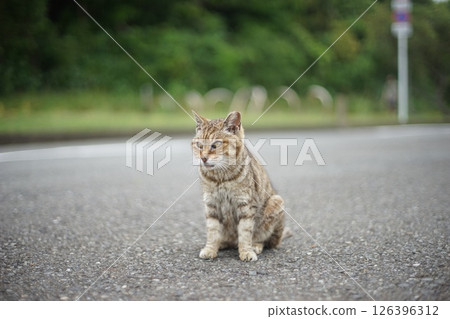 Jogashima Wild Cat 126396312