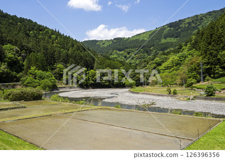 稻田與雪松河,日本里山的春天風景 稻田與雪松河,日本里山的春天風景 126396356
