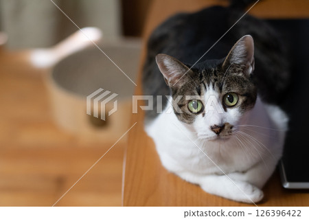 盯著野雞的貓 126396422