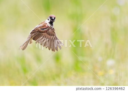 Hovering Sparrow Hovering Sparrow 126396462