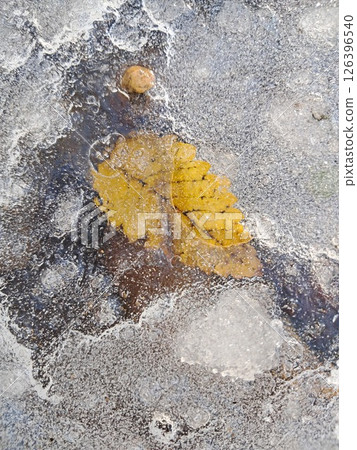 Frozen autumn leaf on winter nature scene background Frozen autumn leaf on winter nature scene background 126396540