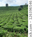 Tea garden scene with blue sky and trees 126396546