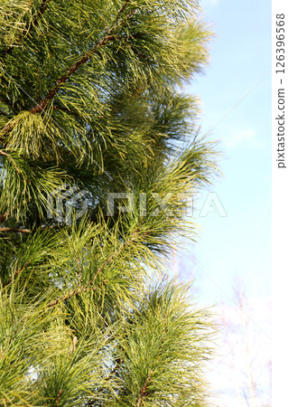 Cedar coniferous green branches in sunlight against a blue spring sky 126396568