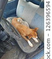A dog mother caring about her puppy inside an old vehicle 126396594