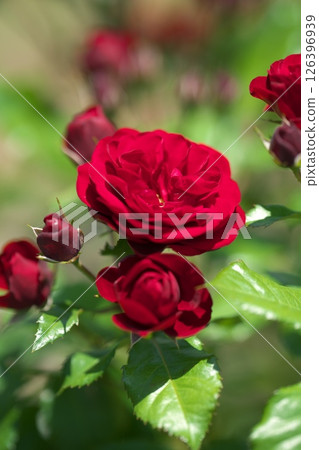 Roses Roses 126396939