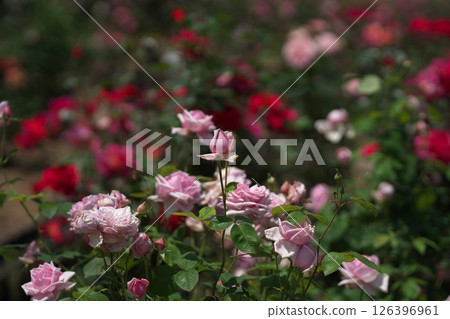 Roses Roses 126396961