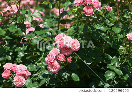 Roses 126396993