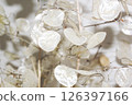 白色半透明的乾燥花葉 126397166