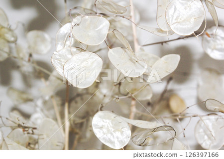 白色半透明的乾燥花葉 126397166