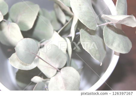 盆栽乾燥花 盆栽乾燥花 126397167
