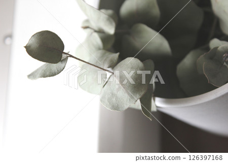 盆栽乾燥花 盆栽乾燥花 126397168