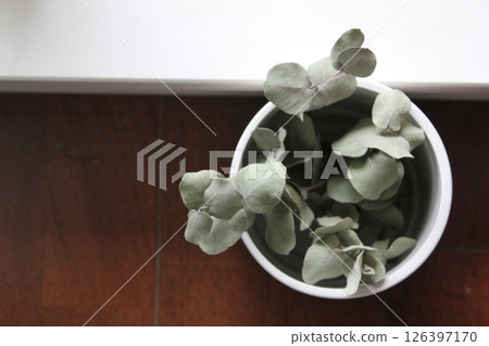 盆栽乾燥花 盆栽乾燥花 126397170