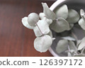 盆栽乾燥花 126397172