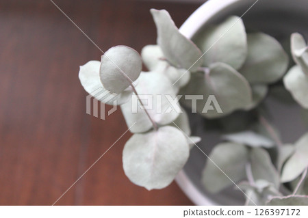 盆栽乾燥花 盆栽乾燥花 126397172