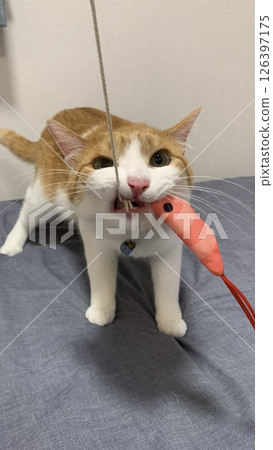 Desperate cat 126397175