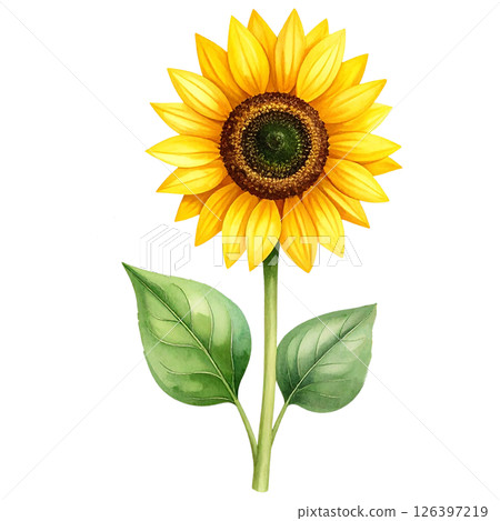 Sunflower Clipart Watercolor Joyful Natural Beauty 126397219