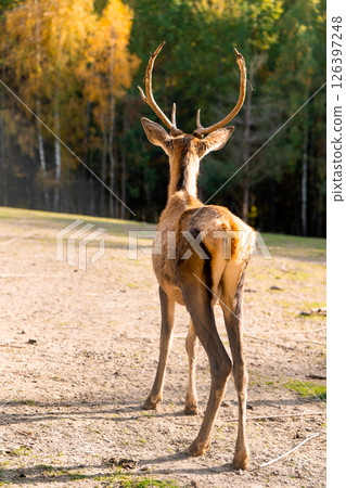 A beautiful young deer walks in the autumn forest on a sunny day. Rear view 126397248