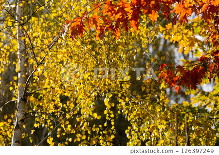 Beautiful birch tree with yellow leaves on a sunny autumn day. Autumn colors, nature concept 126397249