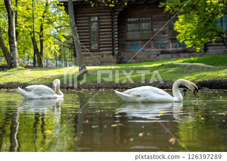 A white swans swims in a city lake on a spring day. 126397289