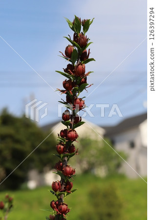 Chocolate-colored wintersweet flowers blooming in a park in spring Chocolate-colored wintersweet flowers blooming in a park in spring 126397294