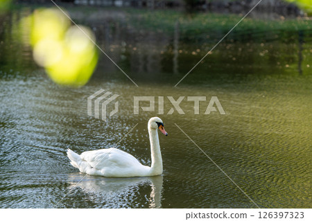 A white swan swims in a city lake on a spring day. 126397323