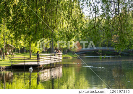 Beautiful view of a spring city park with lake, bridge and ducks. Springtime landscape. Ivano-frankivsk. Focus on the tree branches in the foreground at the top 126397325