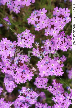 Verbena Tapian 126397331