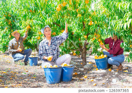 Group of farm workers harvesting crop of ripe peaches at garden Group of farm workers harvesting crop of ripe peaches at garden 126397365