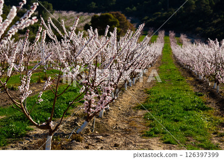 Apricot tree flowers on sky background Apricot tree flowers on sky background 126397399