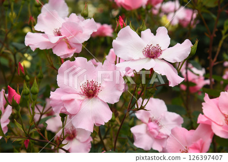 Pink Rose Dentibes 126397407