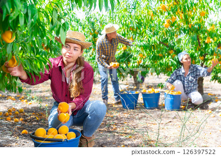 Focused girl harvesting ripe peaches in farm orchard 126397522