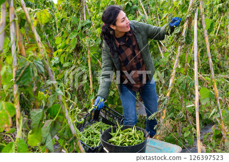 Woman harvesting green beans at smallholding at day 126397523