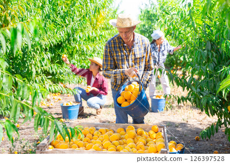 Man with bucket of peaches 126397528