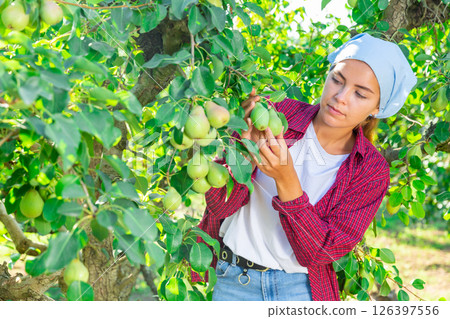 Portrait of young woman engaged in gardening, picking pears in orchard Portrait of young woman engaged in gardening, picking pears in orchard 126397556