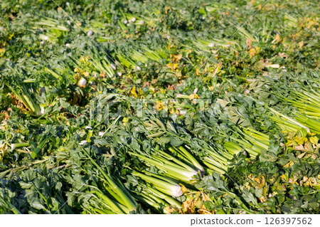 Freshly harvested celery leaves on green farm plantation in spring Freshly harvested celery leaves on green farm plantation in spring 126397562