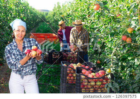 Female gardener with ripe apples in hands on sunny day 126397575