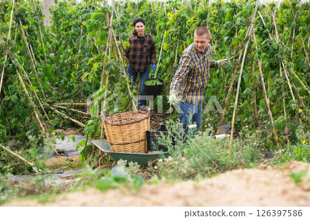 Man and woman harvesting peas or beans together in farm field 126397586