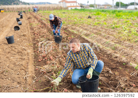 Man harvesting potatoes on a farm Man harvesting potatoes on a farm 126397592