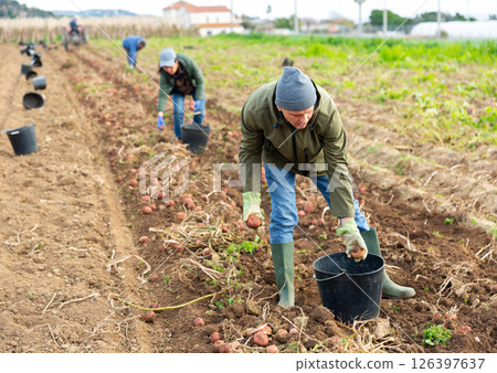 Man harvesting potatoes on plantation Man harvesting potatoes on plantation 126397637