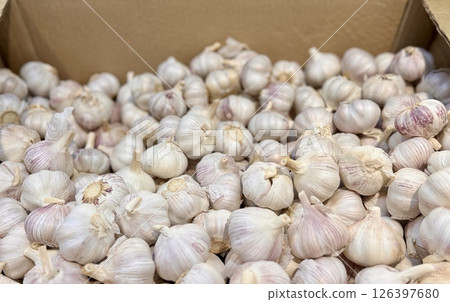 A lot of garlic in the box on sale in vegetable stand display at supermarket shop organic food, vegetarian food, healthy food. Close-up A lot of garlic in the box on sale in vegetable stand display at supermarket shop organic food, vegetarian food, healthy food. Close-up 126397680