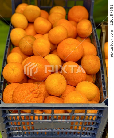 Box with ripe fresh organic tangerines on the shelf of a fruit supermarket are displayed for sale. Close-up Box with ripe fresh organic tangerines on the shelf of a fruit supermarket are displayed for sale. Close-up 126397681