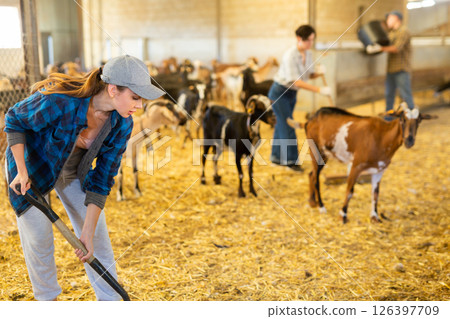 Farmer worker cleaning and feeding goats. Ecologically friendly farming 126397709