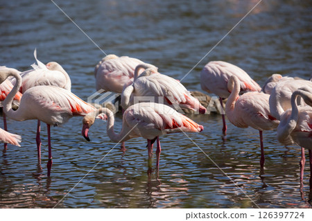 Group of greater flamingos with pink plumage clustered in lagoon of river 126397724