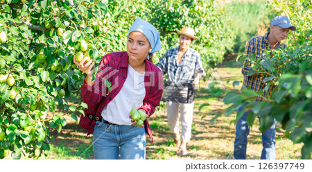 Focused female owner of orchard gathering harvest of pears on sunny day 126397749