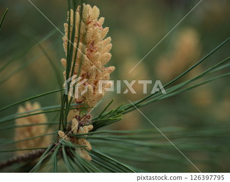 五月盛開的美麗紅松花 126397795