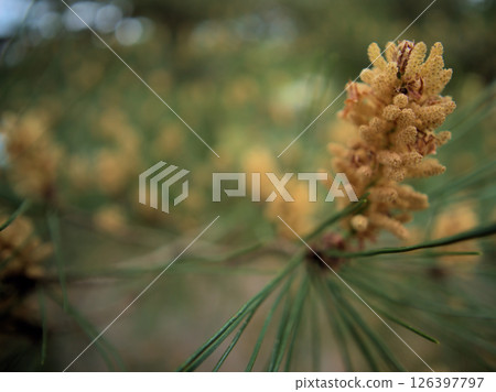 Beautiful red pine flowers blooming in May 126397797