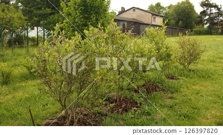 Young Green Shrubs Growing on Residential Lawn Near House in Countryside Garden 126397820