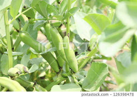 Broad beans growing in a field 126398478