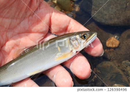 Ayu caught in the Tone River Ayu caught in the Tone River 126398496