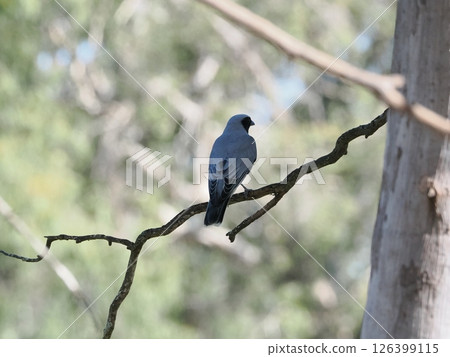 Black-capped Robin perched on a tree, Rockhampton, Australia Black-capped Robin perched on a tree, Rockhampton, Australia 126399115